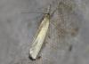 Crambus perlella